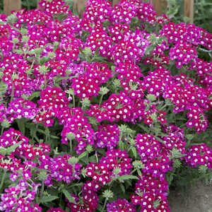 Peut inclure: Un groupe dense de fleurs de verveine magenta vif pr&eacute;sentant de petites fleurs &agrave; cinq p&eacute;tales avec des centres blancs distincts. La plante affiche un feuillage vert luxuriant et de nombreuses t&ecirc;tes florales poussant en touffe.