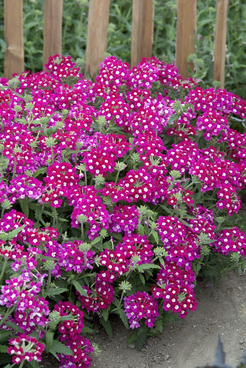 Peut inclure: Un groupe dense de fleurs de verveine magenta vif pr&eacute;sentant de petites fleurs &agrave; cinq p&eacute;tales avec des centres blancs distincts. La plante affiche un feuillage vert luxuriant et de nombreuses t&ecirc;tes florales poussant en touffe.