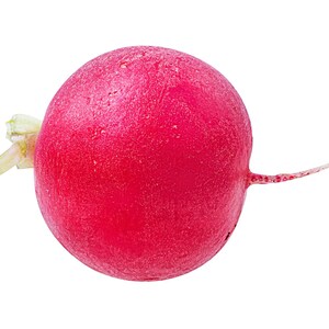 Pode incluir: Um rabanete redondo com uma casca de cor magenta vibrante, apresentando um pequeno grupo de folhas verde-claras presas a um lado e uma raiz branca fina e pontiaguda que se estende do lado oposto, isolado sobre um fundo branco liso.