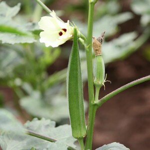 15+ Durgesh Nandani Okra Seeds, Abelmoschus esculentus, Bhindi, Indian Lady Finger image 5