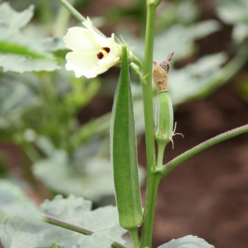 15+ Durgesh Nandani Okra Seeds, Abelmoschus esculentus, Bhindi, Indian Lady Finger image 5
