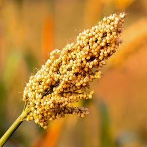 50-300 semillas de sorgo, Sorghum bicolor, grano antiguo, mijo imagen 1