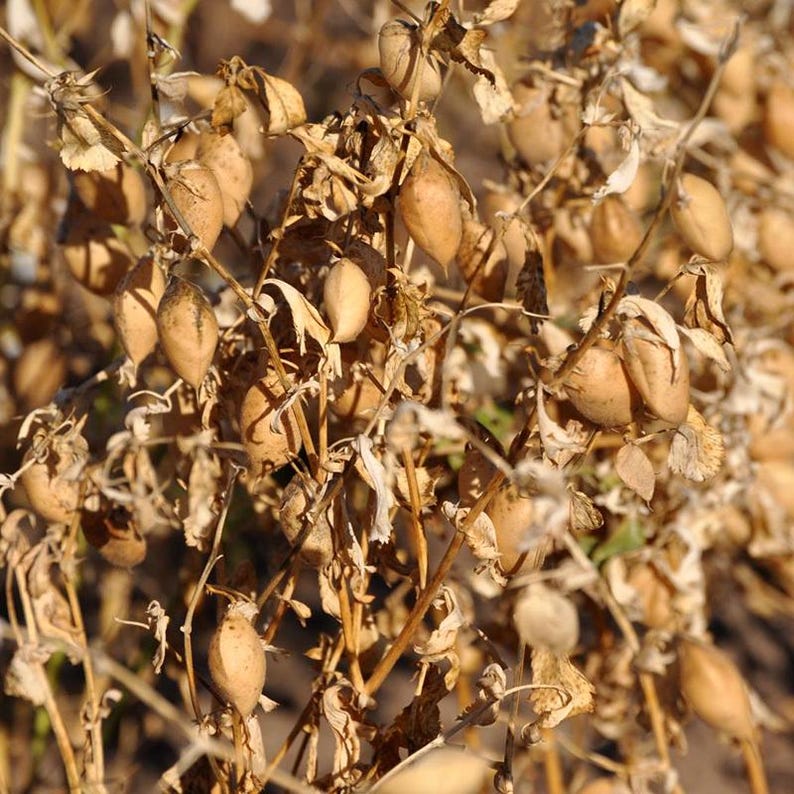 白ひよこ豆の種子、Cicer arietinum、Kabuli Chana Vegetable 25-100 画像 4