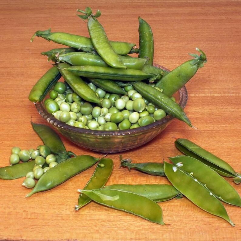 Más de 20 semillas de guisantes verdes Arkel, Pisum sativum, legumbres y cereales imagen 10