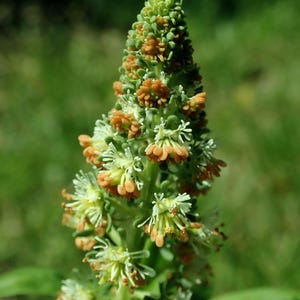 100+ Reseda Odorata Seeds, Mignonette Flower Seeds, Sweet Mignonette, Fragrant White Green Flowers, Cottage Garden, Annual Flower image 4
