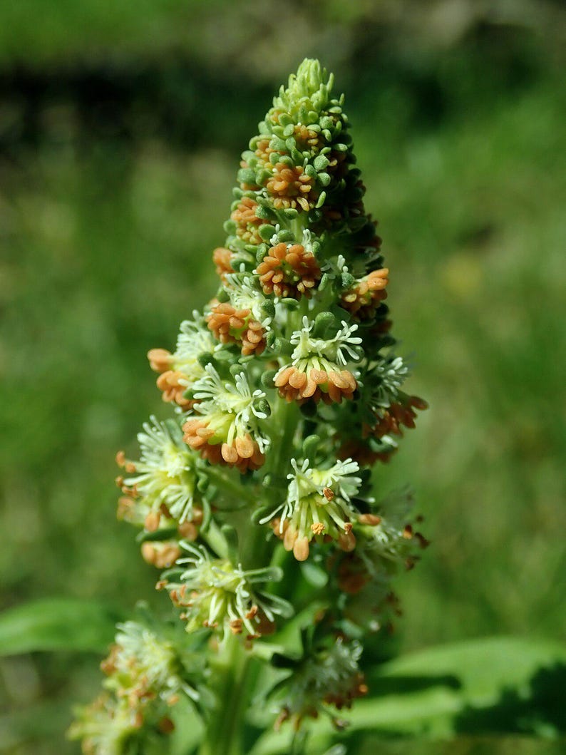 100+ Reseda Odorata Seeds, Mignonette Flower Seeds, Sweet Mignonette, Fragrant White Green Flowers, Cottage Garden, Annual Flower image 4