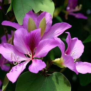 May include: A cluster of vibrant purple Bauhinia flowers featuring five delicate petals with deep magenta veining at the centre, thin white stamens, and pale green sepals, surrounded by broad, rounded green leaves on a natural branch.