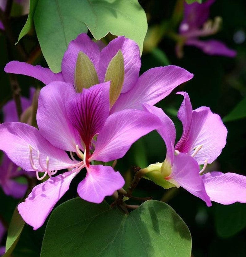 May include: A cluster of vibrant purple Bauhinia flowers featuring five delicate petals with deep magenta veining at the centre, thin white stamens, and pale green sepals, surrounded by broad, rounded green leaves on a natural branch.