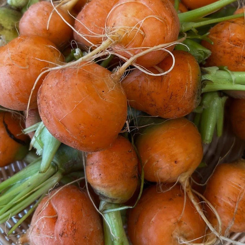 Puede incluir: Una colecci&oacute;n de zanahorias redondas de color naranja con piel lisa y tallos verdes unidos. Las zanahorias est&aacute;n agrupadas, mostrando su forma esf&eacute;rica y color vibrante, con algunos pelos radiculares finos visibles en la superficie.