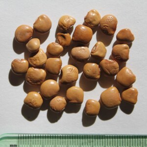 10+ semi di fagioli Jicama Yam, Pachyrhizus erosus, rapa messicana, Sankalu immagine 2