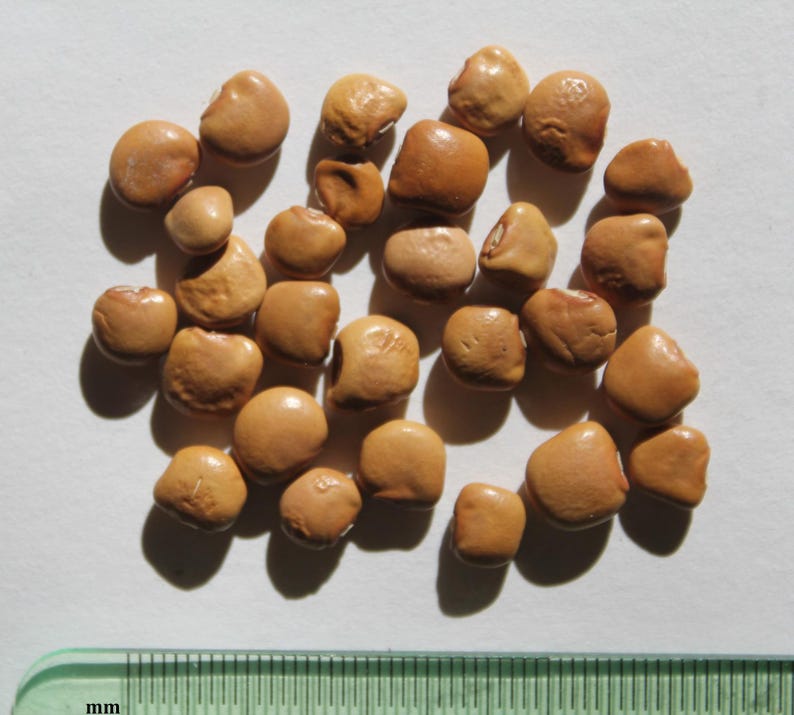 10+ semi di fagioli Jicama Yam, Pachyrhizus erosus, rapa messicana, Sankalu immagine 2