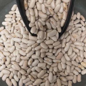 10-30 Himalaya Munsyari Rajma Samen, Phaseolus vulgaris, Weiße und gelbe Kidneybohnen Bild 2