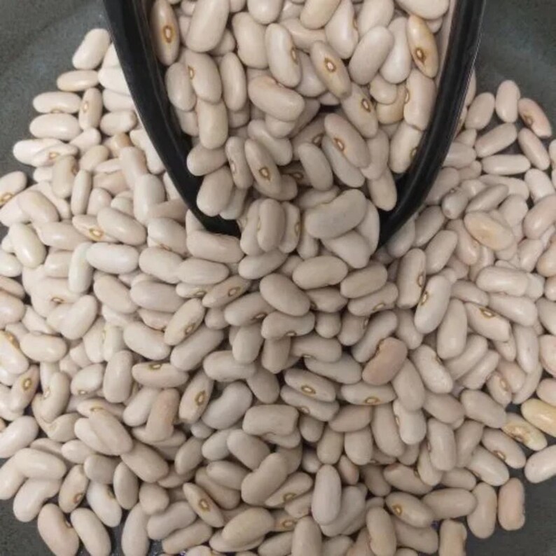 10-30 Himalaya Munsyari Rajma Samen, Phaseolus vulgaris, Weiße und gelbe Kidneybohnen Bild 2