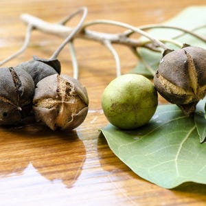 May include: A branch featuring several round, green leaves and multiple seed pods. Some pods are smooth and light green, while others are dark brown, dried, and split open at the top to reveal a textured, tan interior. The stems are thin and light.