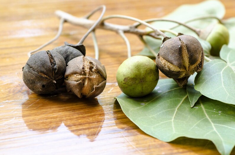 May include: A branch featuring several round, green leaves and multiple seed pods. Some pods are smooth and light green, while others are dark brown, dried, and split open at the top to reveal a textured, tan interior. The stems are thin and light.