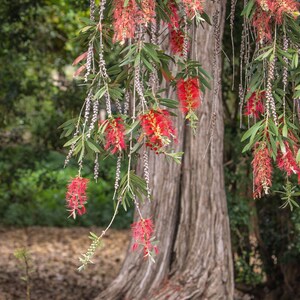 K&ouml;nnte beinhalten: Ein Callistemon-Baum mit langen, herabh&auml;ngenden Zweigen, die mit leuchtend roten, b&uuml;rstenartigen Bl&uuml;ten und schmalen, lanzettlichen gr&uuml;nen Bl&auml;ttern bedeckt sind. Die strukturierte, hellbraune Rinde des Baumstamms ist hinter den Bl&uuml;ten zu sehen.