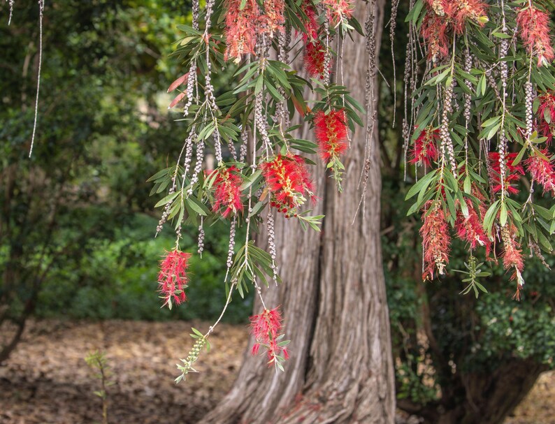 K&ouml;nnte beinhalten: Ein Callistemon-Baum mit langen, herabh&auml;ngenden Zweigen, die mit leuchtend roten, b&uuml;rstenartigen Bl&uuml;ten und schmalen, lanzettlichen gr&uuml;nen Bl&auml;ttern bedeckt sind. Die strukturierte, hellbraune Rinde des Baumstamms ist hinter den Bl&uuml;ten zu sehen.