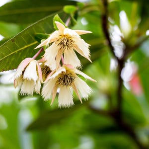 5-10 Semillas de Elaeocarpus Ganitrus, Semillas de árboles Rudraksha, Elaeocarpus sphaericus imagen 5