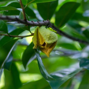 Peut inclure: Un bouton de fleur jaune partiellement ouvert est suspendu &agrave; une fine branche brun fonc&eacute;. La fleur pr&eacute;sente des p&eacute;tales &eacute;pais, textur&eacute;s et superpos&eacute;s avec une pointe. Elle est entour&eacute;e de nombreuses feuilles ovales vert fonc&eacute;, lisses et brillantes.