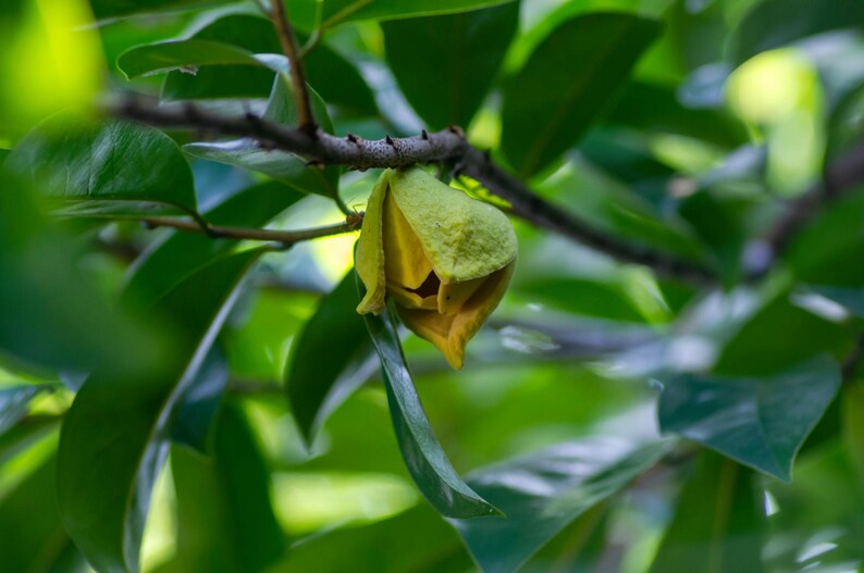 Peut inclure: Un bouton de fleur jaune partiellement ouvert est suspendu &agrave; une fine branche brun fonc&eacute;. La fleur pr&eacute;sente des p&eacute;tales &eacute;pais, textur&eacute;s et superpos&eacute;s avec une pointe. Elle est entour&eacute;e de nombreuses feuilles ovales vert fonc&eacute;, lisses et brillantes.