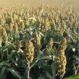 May include: A vast field of sorghum plants featuring tall green stalks and dense, golden-brown seed heads. The plants are densely packed together, stretching across the landscape toward a distant line of trees under a clear, bright sky.