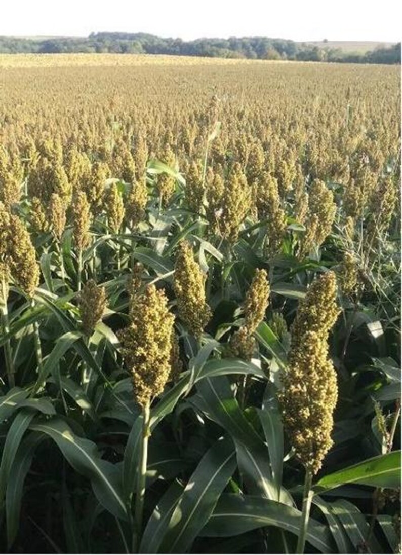 May include: A vast field of sorghum plants featuring tall green stalks and dense, golden-brown seed heads. The plants are densely packed together, stretching across the landscape toward a distant line of trees under a clear, bright sky.
