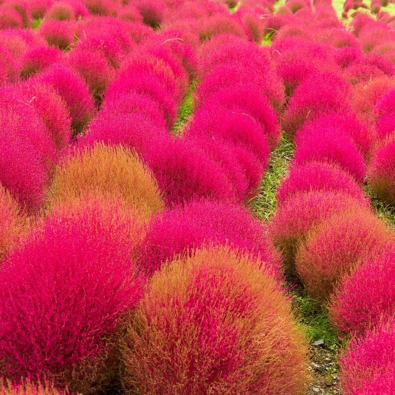 Más de 100 semillas de Kochia Childsii, Bassia scoparia, arbusto híbrido, follaje ornamental. imagen 1