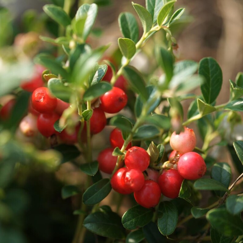 30-100 nasion żurawiny, Vaccinium macrocarpon, żurawina amerykańska, roślina o czerwonych jagodach zdjęcie 2