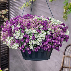 K&ouml;nnte beinhalten: Ein H&auml;ngepflanzgef&auml;&szlig; gef&uuml;llt mit einer dichten Ansammlung kleiner, leuchtend violetter und wei&szlig;er Alyssum-Bl&uuml;ten. Der Beh&auml;lter ist ein dunkelgrauer, runder Kunststofftopf, der an d&uuml;nnen, dunklen Dr&auml;hten h&auml;ngt, die sich oben treffen.