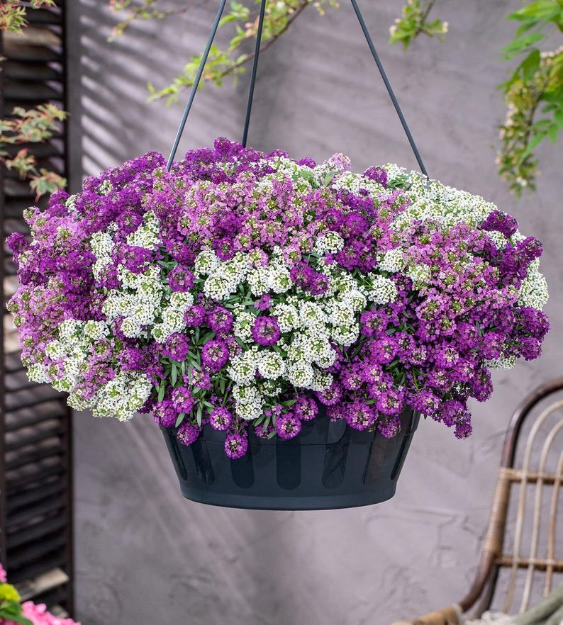 K&ouml;nnte beinhalten: Ein H&auml;ngepflanzgef&auml;&szlig; gef&uuml;llt mit einer dichten Ansammlung kleiner, leuchtend violetter und wei&szlig;er Alyssum-Bl&uuml;ten. Der Beh&auml;lter ist ein dunkelgrauer, runder Kunststofftopf, der an d&uuml;nnen, dunklen Dr&auml;hten h&auml;ngt, die sich oben treffen.