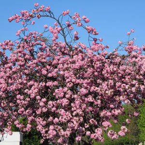 5-10 semillas de cerezo japonés, Prunus serrulata, árbol de flor de sakura. imagen 9