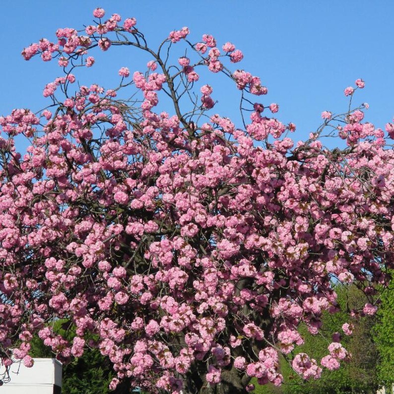 5-10 semillas de cerezo japonés, Prunus serrulata, árbol de flor de sakura. imagen 9