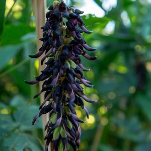 5-10 semillas de Mucuna Pruriens, frijol terciopelo, Mucuna pruriens, Kapikachhu, enredadera tropical, semillas exóticas para jardín imagen 3