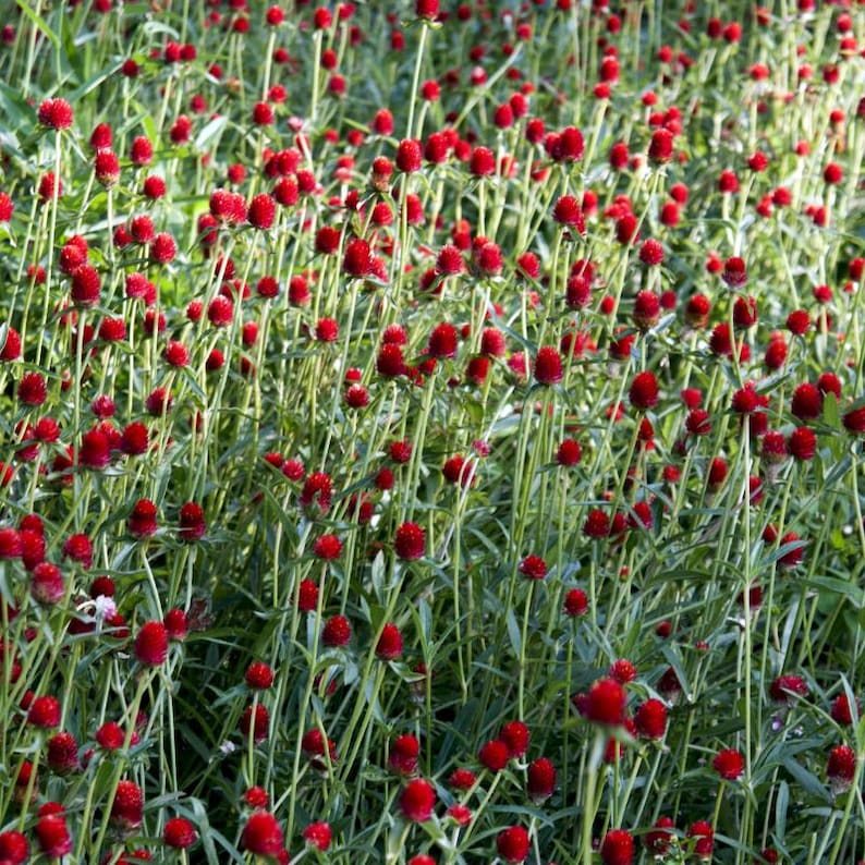100+ Gomphrena Mixed Color Seeds, Globe Flower Mix, Garden Flower image 2
