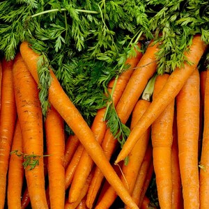 K&ouml;nnte beinhalten: Ein Bund frischer orangefarbener Karotten mit leuchtend gr&uuml;nem Blattwerk. Die Karotten sind lang, spitz zulaufend und haben eine glatte, feste Textur. Das gr&uuml;ne Laub ist dicht, gefiedert und bedeckt den oberen Teil der Wurzelgem&uuml;se.