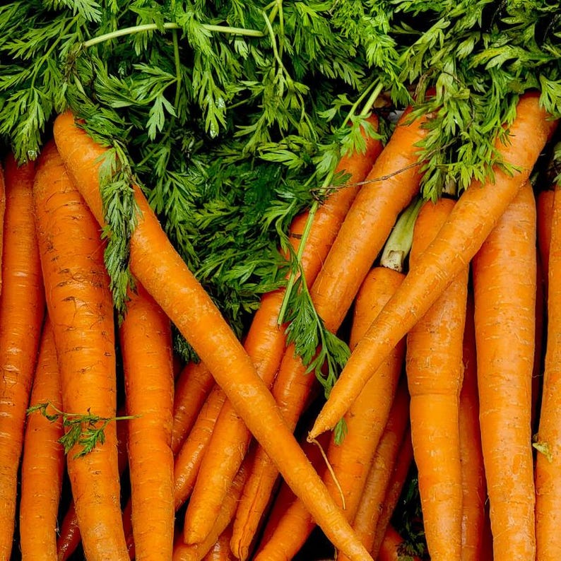 K&ouml;nnte beinhalten: Ein Bund frischer orangefarbener Karotten mit leuchtend gr&uuml;nem Blattwerk. Die Karotten sind lang, spitz zulaufend und haben eine glatte, feste Textur. Das gr&uuml;ne Laub ist dicht, gefiedert und bedeckt den oberen Teil der Wurzelgem&uuml;se.