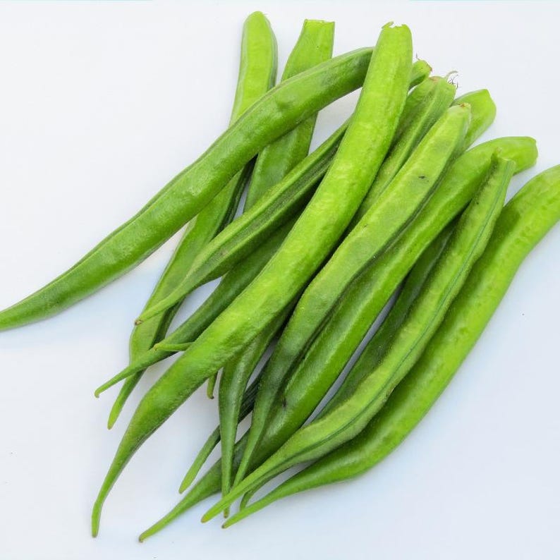Más de 20 semillas de frijol racimo Neelam, Cyamopsis tetragonoloba, guar imagen 5