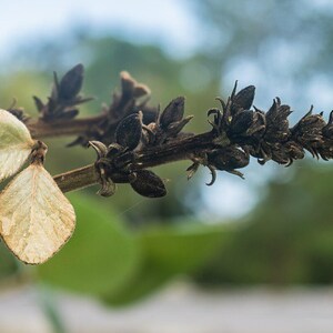 10-20 Flame of the Forest Seeds, Butea Monosperma, Palash, Bastard Teak, Parrot Tree, Bengal Kino, Tropical Flowering Tree Seeds image 11