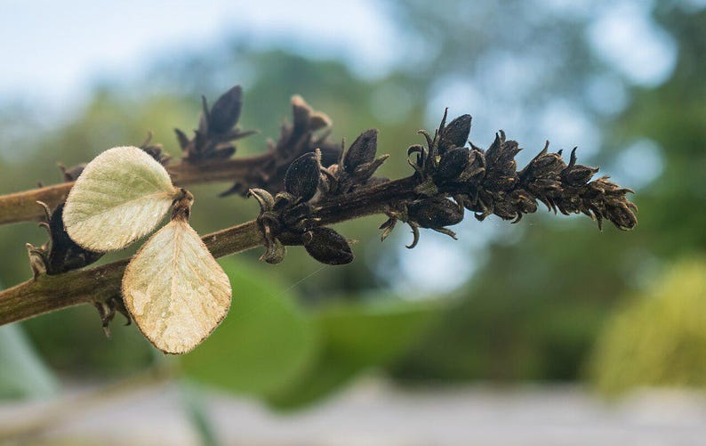 10-20 Flame of the Forest Seeds, Butea Monosperma, Palash, Bastard Teak, Parrot Tree, Bengal Kino, Tropical Flowering Tree Seeds image 11