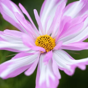 K&ouml;nnte beinhalten: Eine Kosmeenbl&uuml;te mit zarten Bl&uuml;tenbl&auml;ttern in einem panaschierten Muster aus zartrosa und wei&szlig;en Streifen. Die Mitte der Bl&uuml;te zeigt eine dichte, texturierte Ansammlung leuchtend gelber Staubgef&auml;&szlig;e, die einen lebhaften Kontrast bilden.