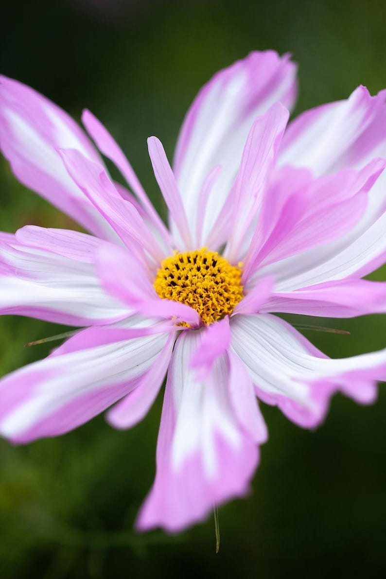 K&ouml;nnte beinhalten: Eine Kosmeenbl&uuml;te mit zarten Bl&uuml;tenbl&auml;ttern in einem panaschierten Muster aus zartrosa und wei&szlig;en Streifen. Die Mitte der Bl&uuml;te zeigt eine dichte, texturierte Ansammlung leuchtend gelber Staubgef&auml;&szlig;e, die einen lebhaften Kontrast bilden.