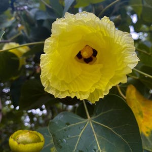 10-30 Portia Tree Seeds, Thespesia Populnea, Indian Tulip Tree, Milo, Pacific Rosewood image 1