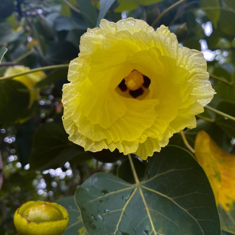 10-30 Portia Tree Seeds, Thespesia Populnea, Indian Tulip Tree, Milo, Pacific Rosewood image 1