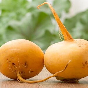 Meer dan 100 zaden van de gouden bolraap (Brassica rapa), een gele wortelgroente. afbeelding 1