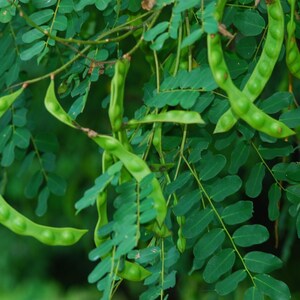 Puede incluir: Un racimo de vainas de semillas alargadas de color verde vibrante que cuelgan de ramas delgadas y le&ntilde;osas. Las vainas son curvas y segmentadas, mostrando una textura irregular a lo largo de su longitud. Est&aacute;n rodeadas de peque&ntilde;as hojas ovaladas.
