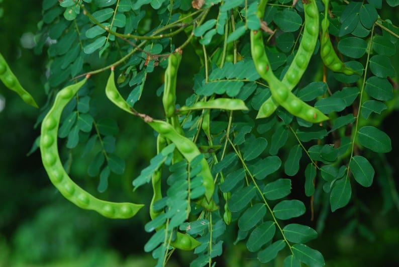 Puede incluir: Un racimo de vainas de semillas alargadas de color verde vibrante que cuelgan de ramas delgadas y le&ntilde;osas. Las vainas son curvas y segmentadas, mostrando una textura irregular a lo largo de su longitud. Est&aacute;n rodeadas de peque&ntilde;as hojas ovaladas.