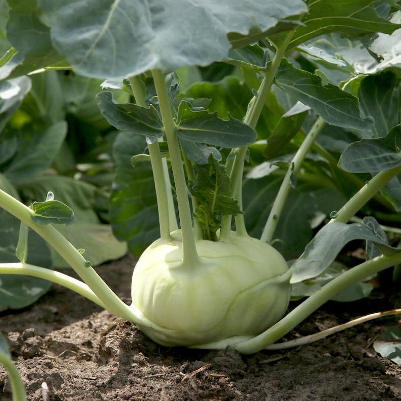 コールラビ（Brassica oleracea、ドイツカブ、根菜）の種100粒以上 画像 10