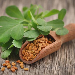 100+ Fenugreek Seeds, Trigonella foenum-graecum, Methi Herb, Culinary Herb image 3