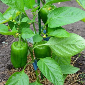 Puede incluir: Una planta de pimiento verde creciendo en la tierra con tres pimientos verdes visibles unidos a los tallos. La planta presenta hojas anchas de color verde vibrante y peque&ntilde;as flores amarillas, sostenidas por un tutor verde con ataduras azules.