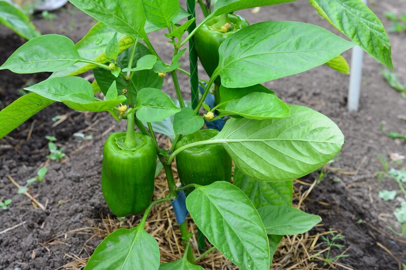 Puede incluir: Una planta de pimiento verde creciendo en la tierra con tres pimientos verdes visibles unidos a los tallos. La planta presenta hojas anchas de color verde vibrante y peque&ntilde;as flores amarillas, sostenidas por un tutor verde con ataduras azules.